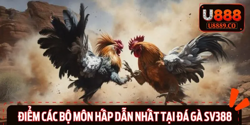 Top 3 hình thức đá gà phổ biến nhất tại sảnh cược