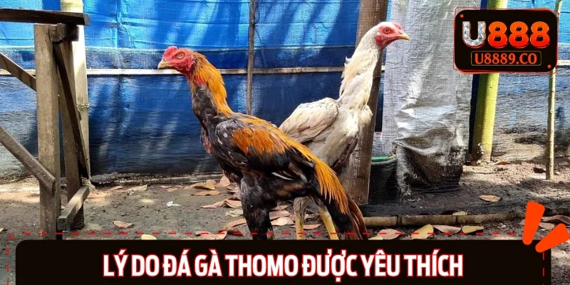 Tổng hợp lý do người chơi ưu tiên chọn Thomo
